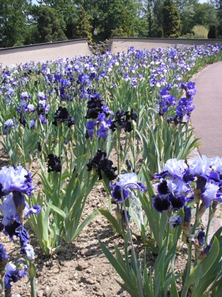 collection iris
